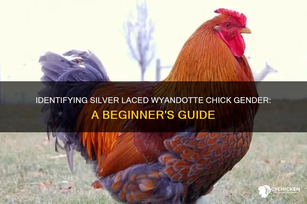 how to sex silver laced wyandotte chicks