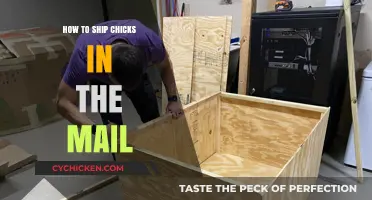Safe and Stress-Free: A Guide to Mailing Chicks Securely