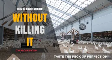 Humane Chicken Photography Tips: Capture Stunning Shots Without Harm