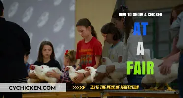 Mastering the Art of Exhibiting Chickens at County Fairs