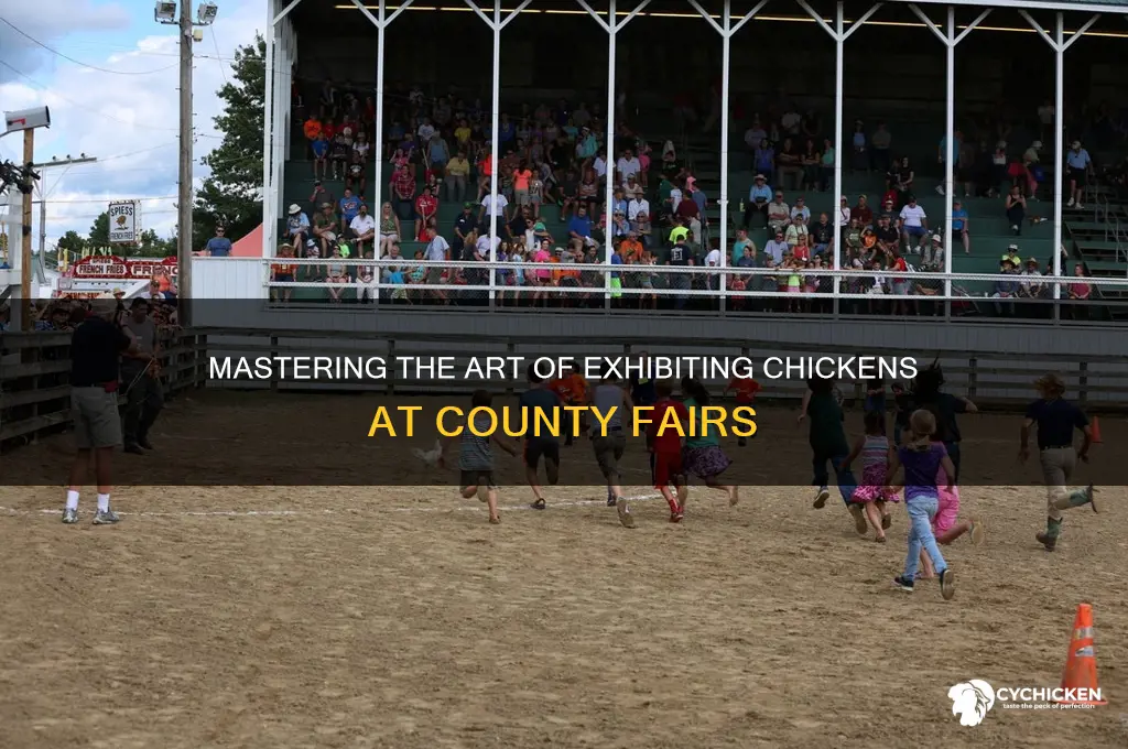 how to show a chicken at a fair