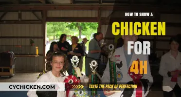 Mastering 4-H Chicken Showmanship: Tips for a Winning Presentation