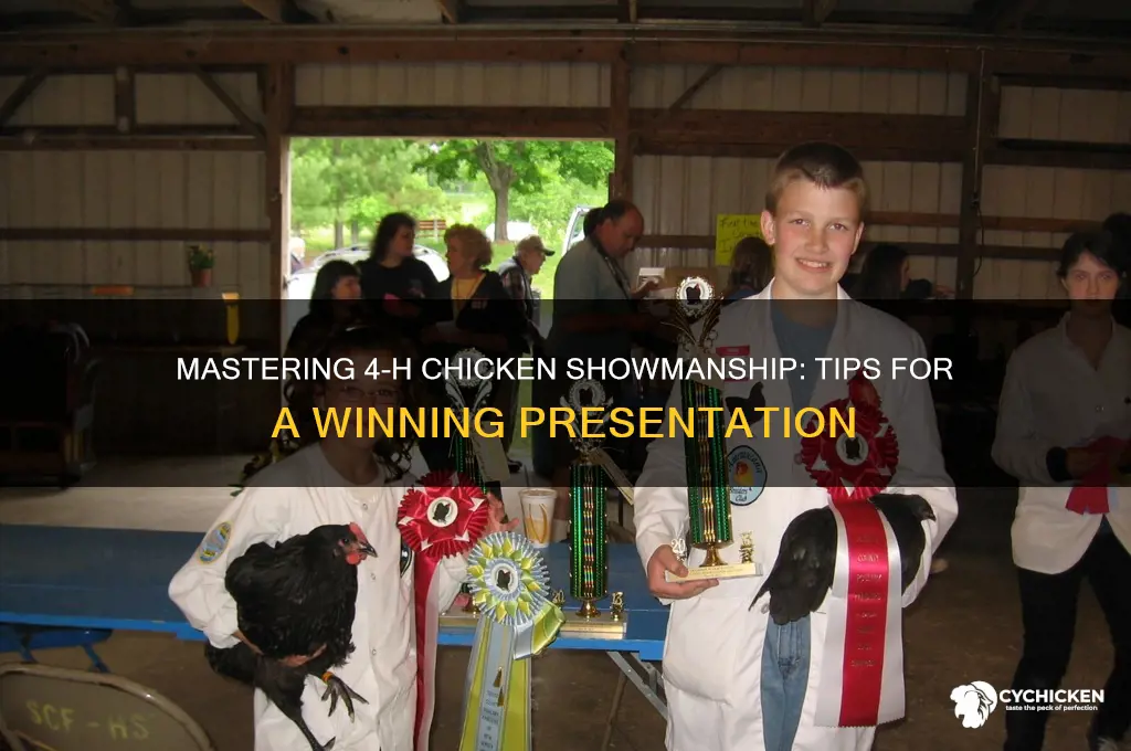 how to show a chicken for 4h