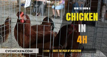 Mastering 4-H Chicken Showmanship: A Step-by-Step Guide