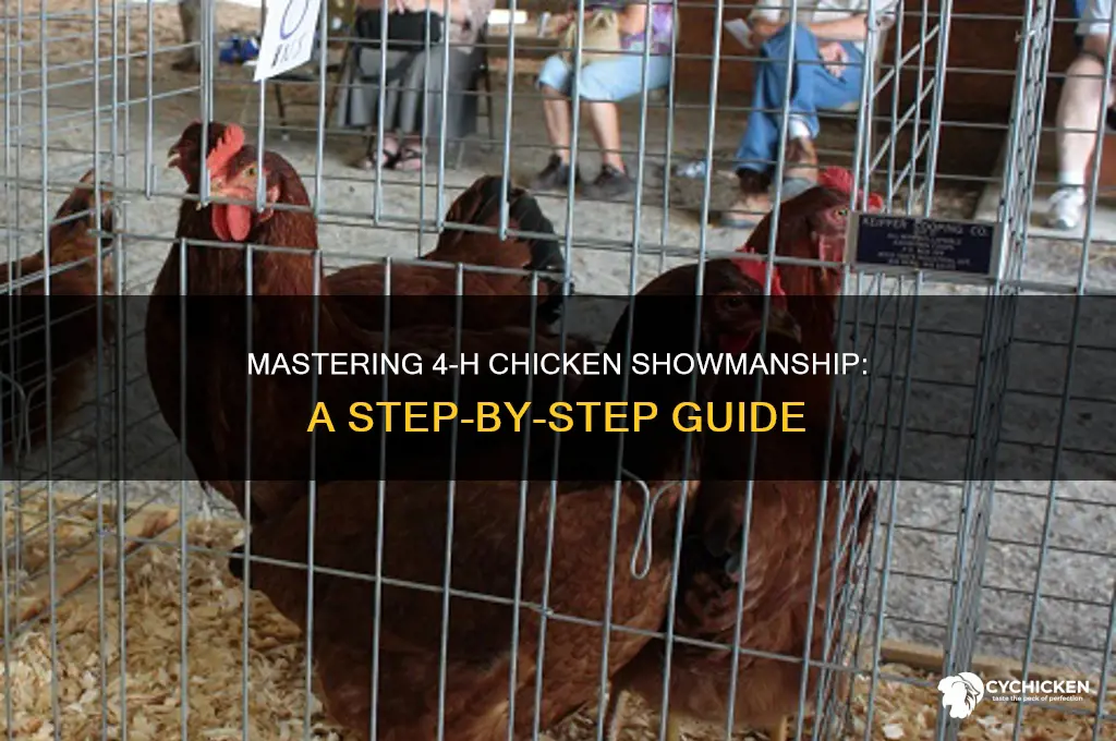 how to show a chicken in 4h