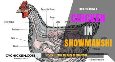 Mastering Showmanship: Tips for Presenting Your Chicken with Confidence