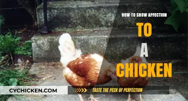 Caring for Your Feathered Friend: Showing Affection to Chickens