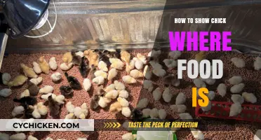 Guide Chicks to Food: Simple Tips for Happy, Healthy Chicks