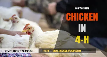 Mastering 4-H Chicken Showmanship: Tips for a Winning Presentation