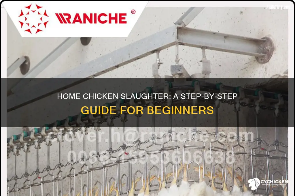 how to slaughter a chicken at home