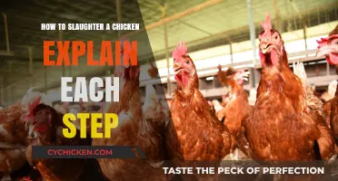 Step-by-Step Guide to Humane Chicken Slaughtering for Beginners