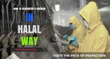 Halal Chicken Slaughter: Step-by-Step Guide for Ethical and Humane Practice