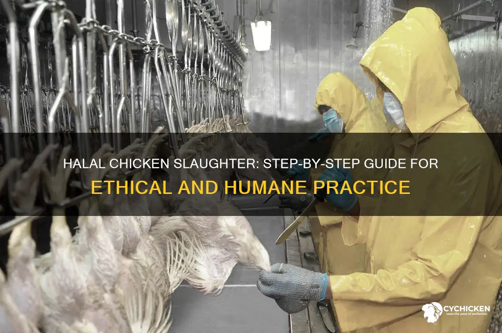 how to slaughter a chicken in halal way