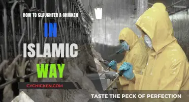 Halal Chicken Slaughter: A Step-by-Step Islamic Guide for Beginners