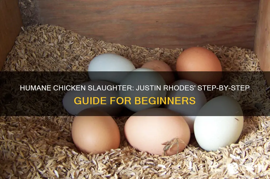 how to slaughter a chicken justin rhodes
