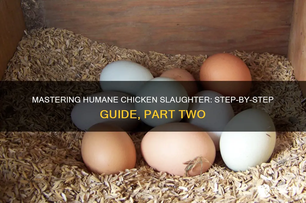 how to slaughter a chicken part 2