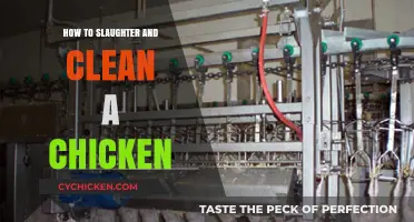 Mastering Humane Chicken Slaughter and Cleaning: A Step-by-Step Guide