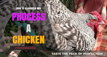 Humane Chicken Slaughter and Processing: A Step-by-Step Guide