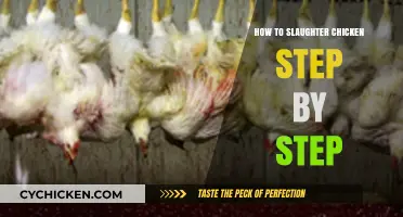 Humane Chicken Slaughter Guide: Step-by-Step Process for Home Farmers