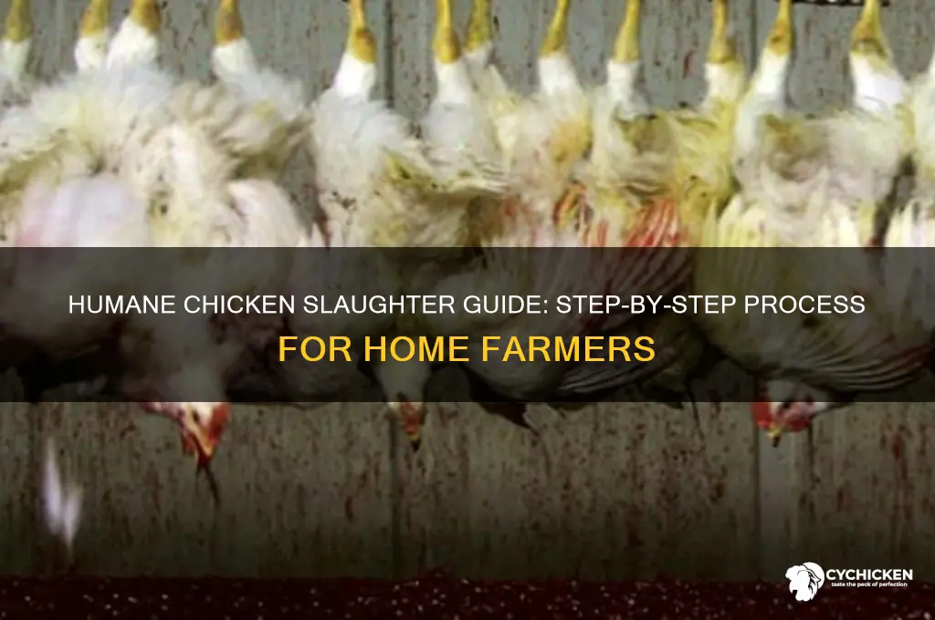 how to slaughter chicken step by step