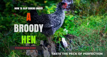 Successfully Adding Chicks to Your Broody Hen: A Step-by-Step Guide