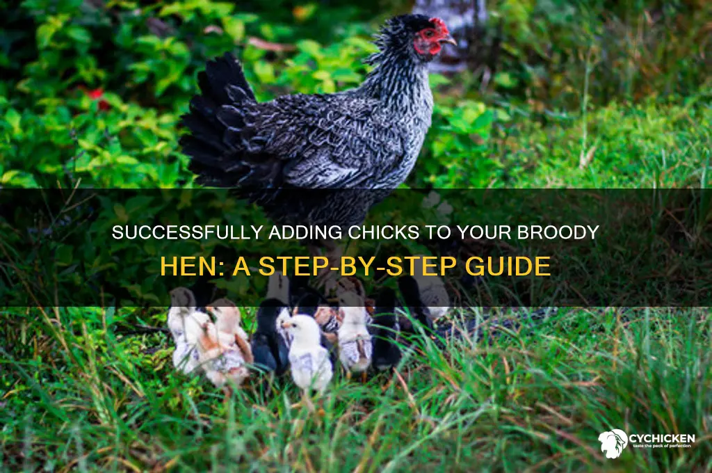 how to slip chicks under a broody hen