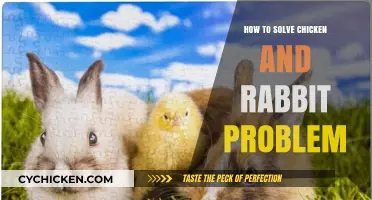 Mastering the Chicken and Rabbit Puzzle: A Step-by-Step Solution Guide