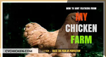 Efficient Feather Sorting Tips for Your Chicken Farm Success