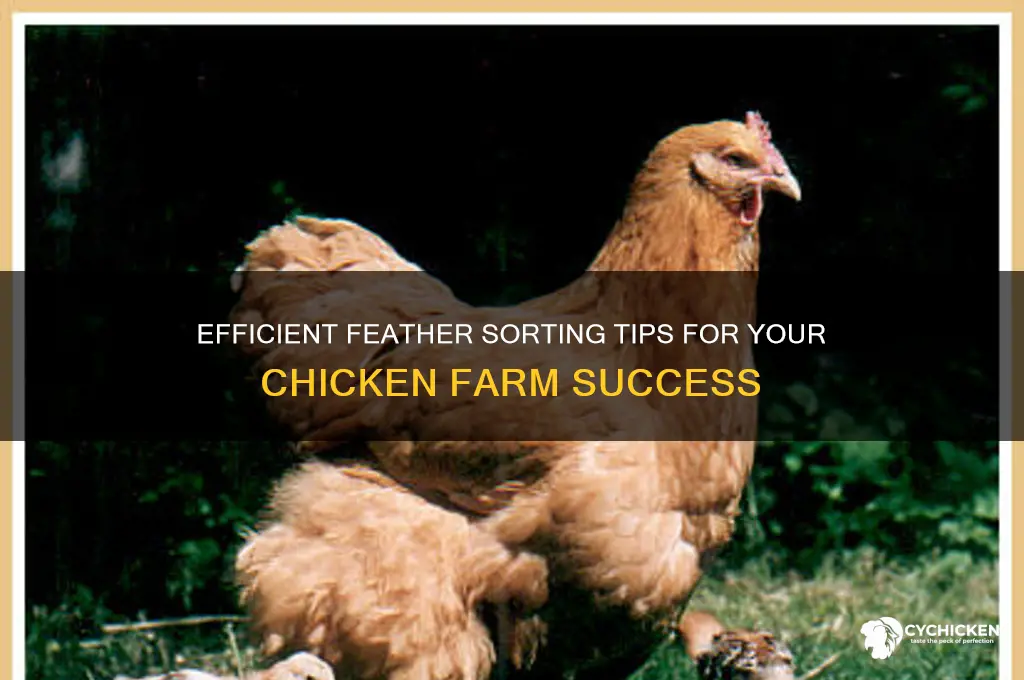 how to sort feathers from my chicken farm