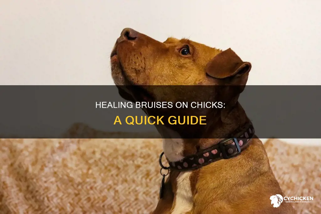 how to speed a process of hellong bruiseon chick