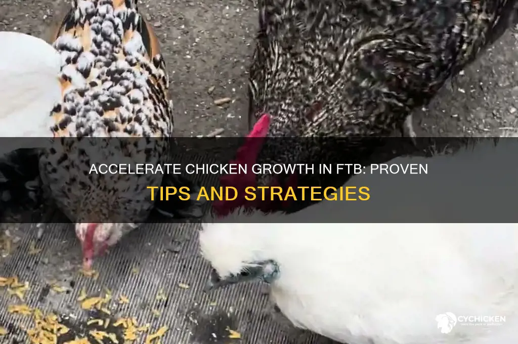how to speed up chicken growth ftb