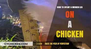 Splinting a Chicken's Broken Leg: A Step-by-Step Guide