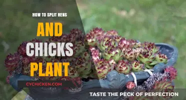 Easy Guide to Dividing and Propagating Hens and Chicks Plants