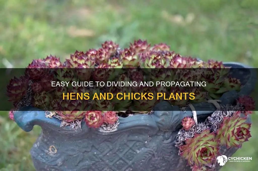 how to split hens and chicks plant
