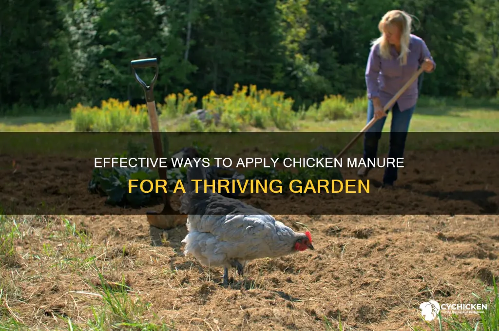 how to spread chicken manure on garden