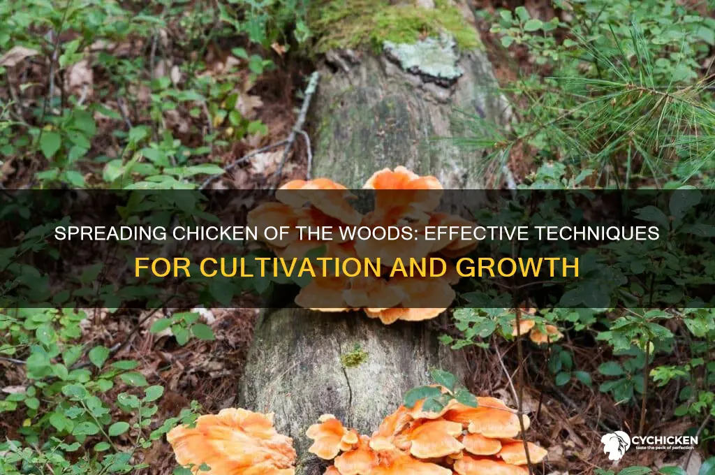 how to spread chicken of the woods
