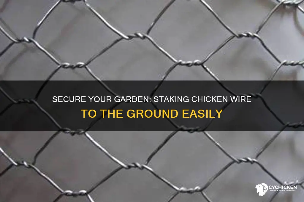 how to stake chicken wire to the ground