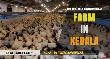 Broiler Chicken Farming in Kerala: A Beginner's Guide