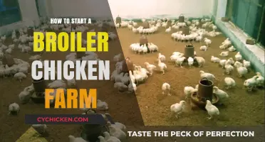 Starting a Broiler Chicken Farm: Essential Steps for Success