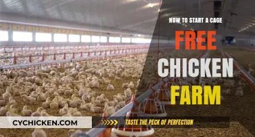 Starting a Cage-Free Chicken Farm: A Beginner's Guide to Success