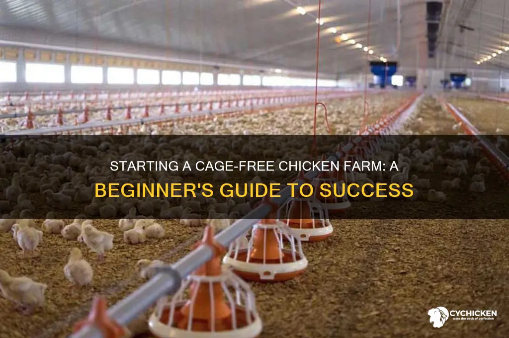 how to start a cage free chicken farm