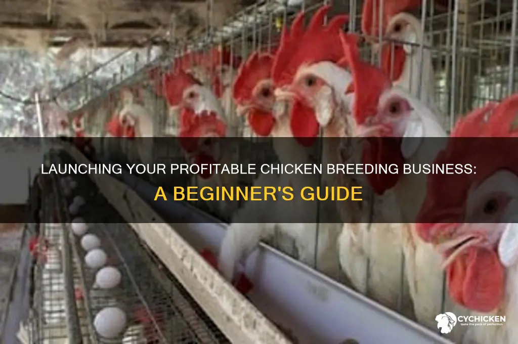 how to start a chicken breeding business