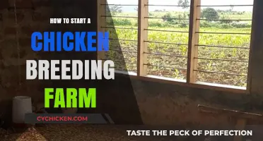 Essential Steps to Launch Your Profitable Chicken Breeding Farm Business