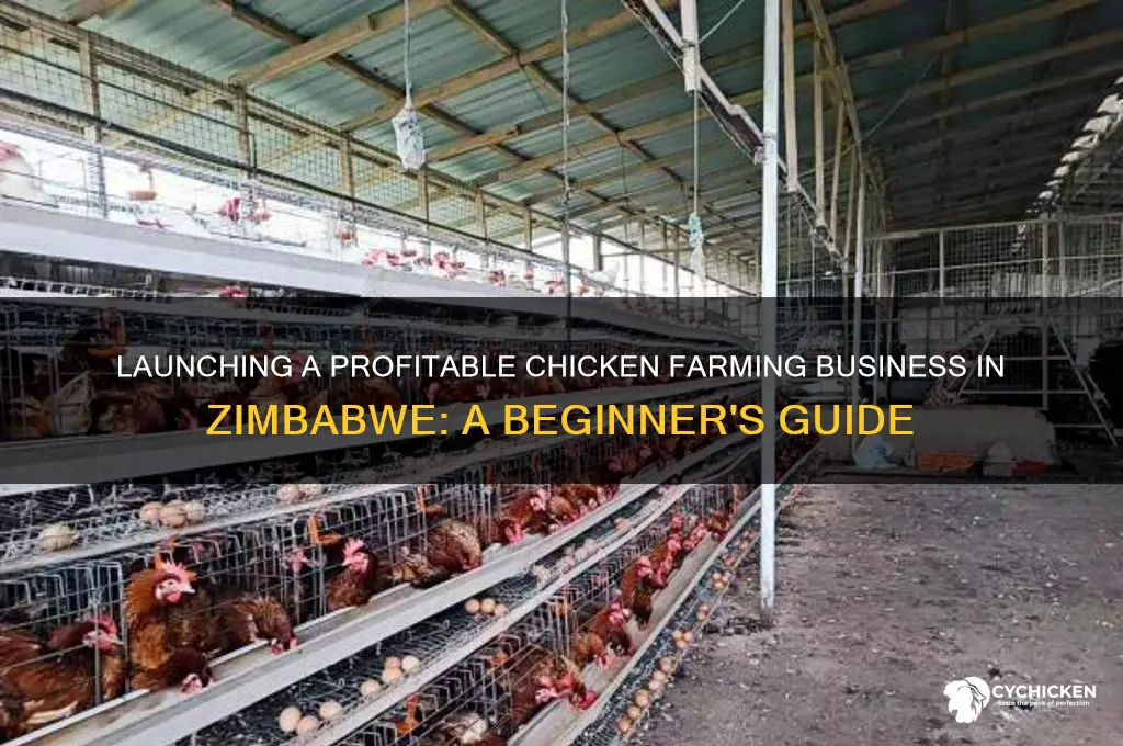 how to start a chicken business in zimbabwe