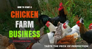 Starting a Profitable Chicken Farm: Essential Steps for Success