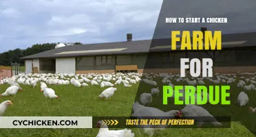 Starting a Chicken Farm for Perdue: A Beginner's Guide