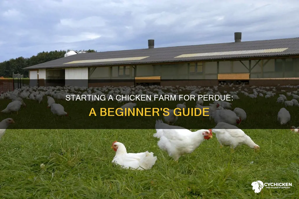 how to start a chicken farm for perdue
