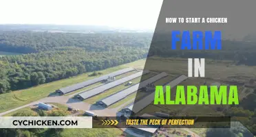 Starting a Chicken Farm in Alabama: A Beginner's Guide