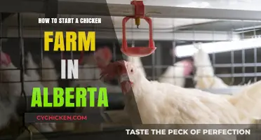 Alberta Chicken Farming: A Beginner's Guide to Starting Your Flock