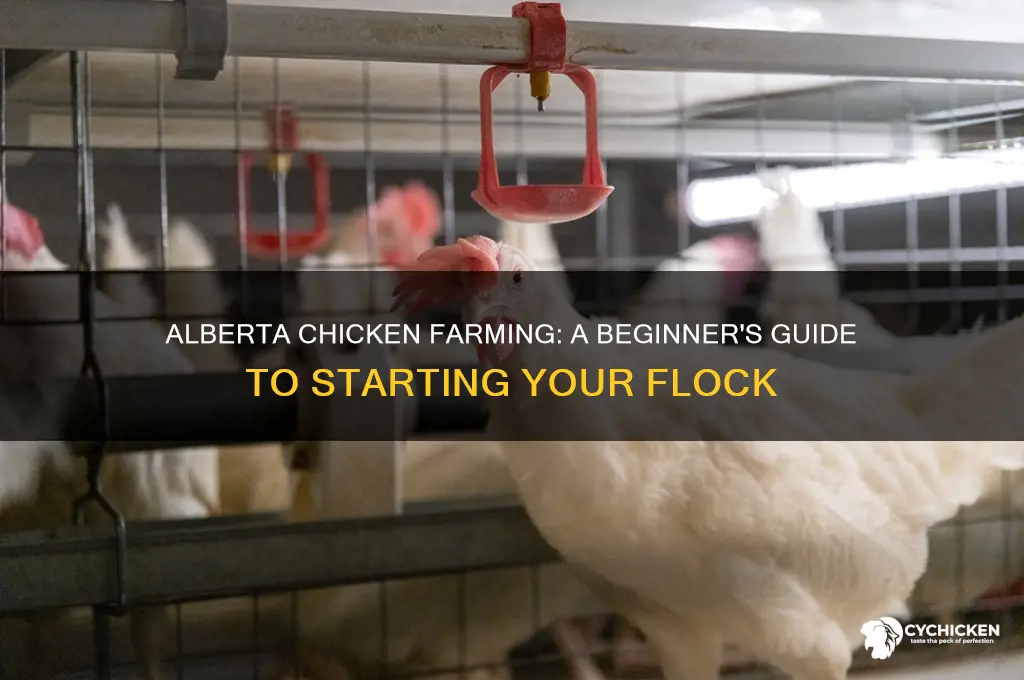 how to start a chicken farm in alberta
